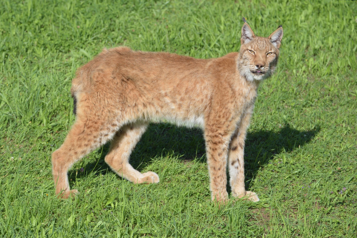Ryś